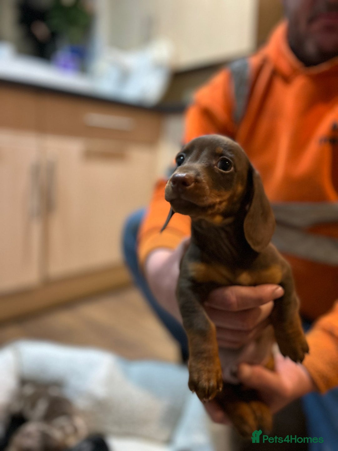 Miniature Dachshund dogs for sale: Stunning rainbow litter mini dachshunds - Advert 25