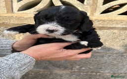 Cavapoo dogs for sale: Gorgeous male cavapoo puppies  - Image 6