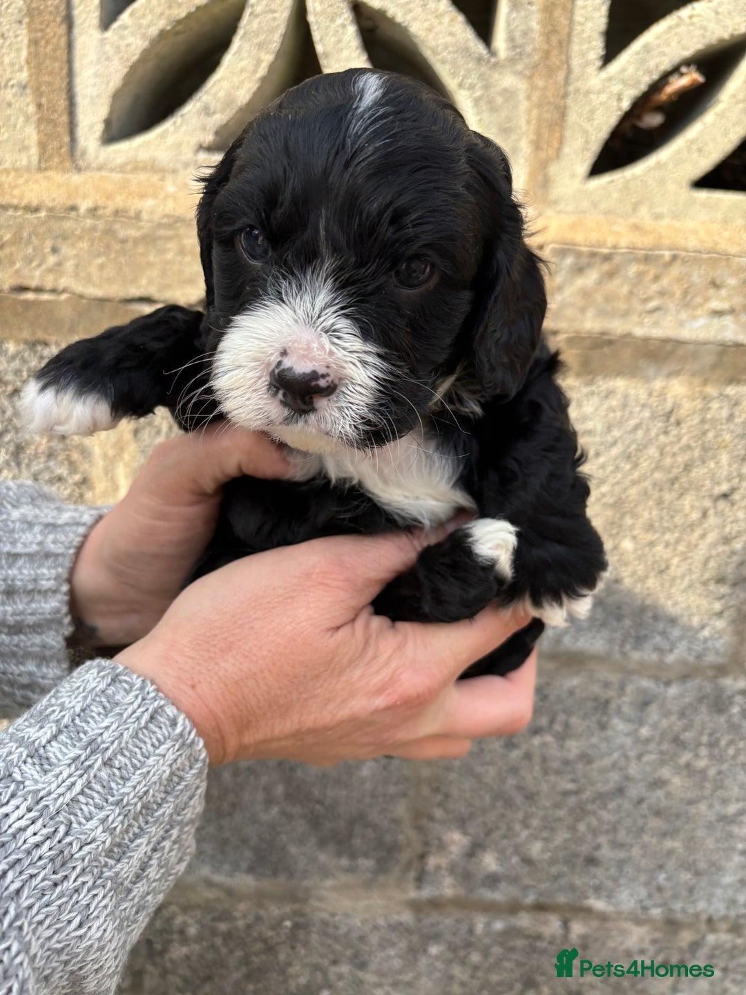 Cavapoo dogs for sale: Gorgeous male cavapoo puppies  - Image 6
