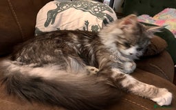 Maine Coon cats for sale: Hello! I’m Monty - Image 3