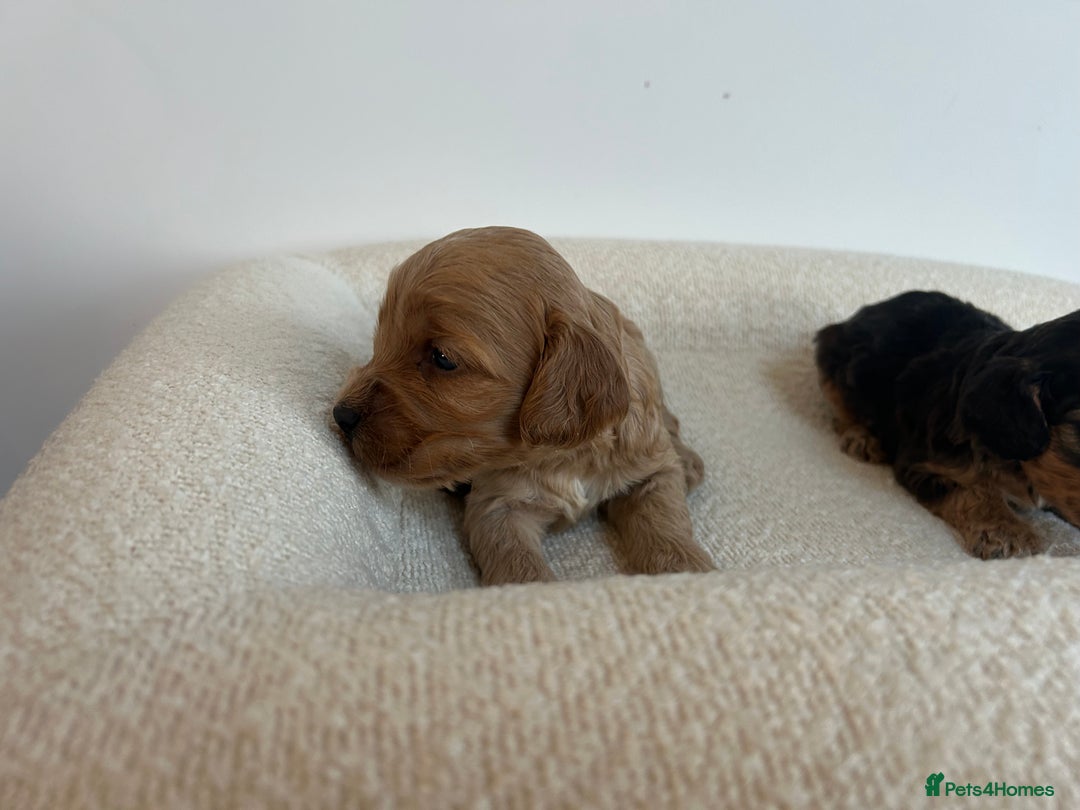 Cockapoo dogs for sale: Amazing mix of colours F1 Cockapoo pups - Image 21
