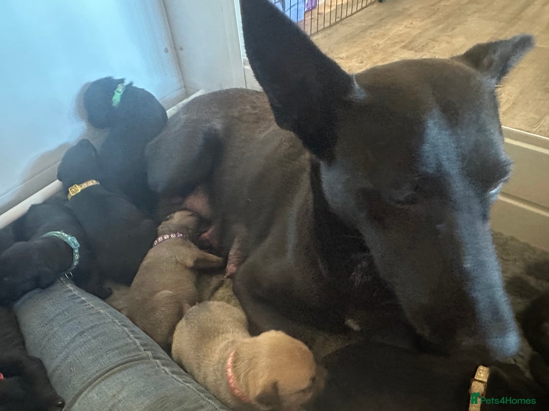 Mixed Breed dogs for sale: Belgian Malinois X Lurcher - Advert 2