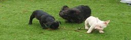 Frug dogs for sale: Gorgeous 16wk old Frugs - 3 Boys Remaining  - Advert 5