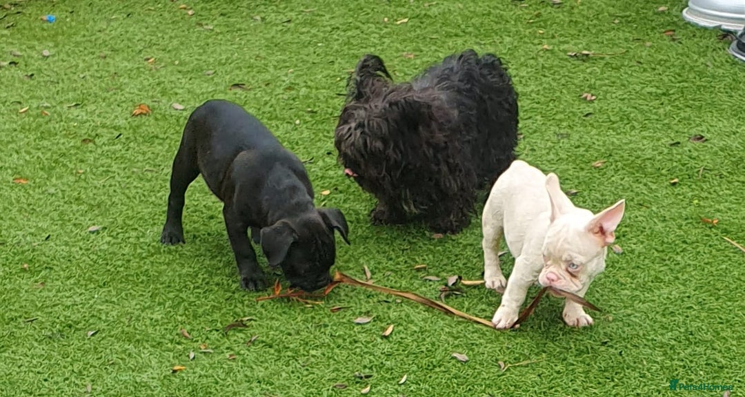 Frug dogs for sale: Gorgeous 16wk old Frugs - 3 Boys Remaining  - Advert 5