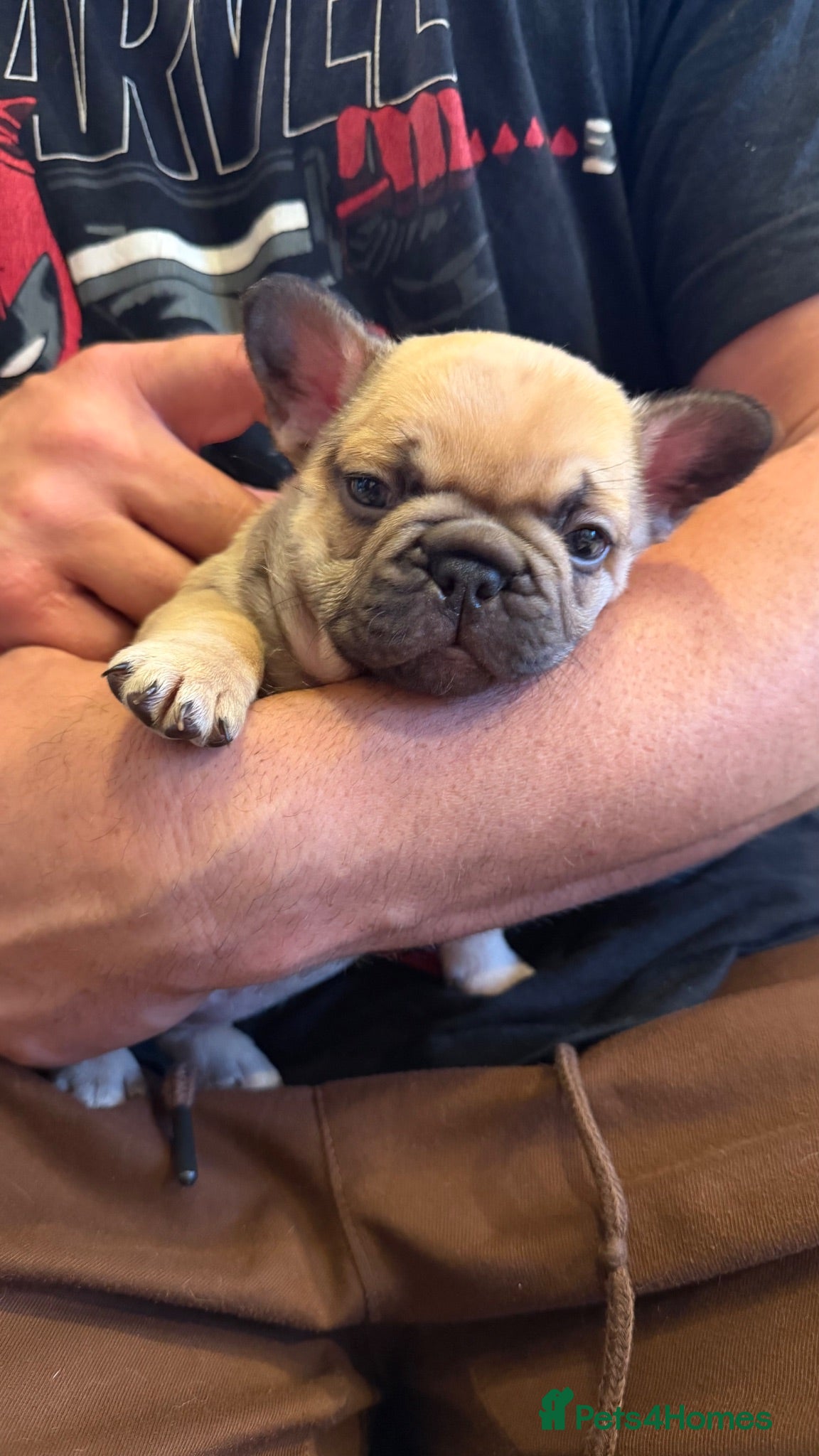 French Bulldog dogs for sale: 5 generations KC French bulldog puppies 🐶  - Advert 1