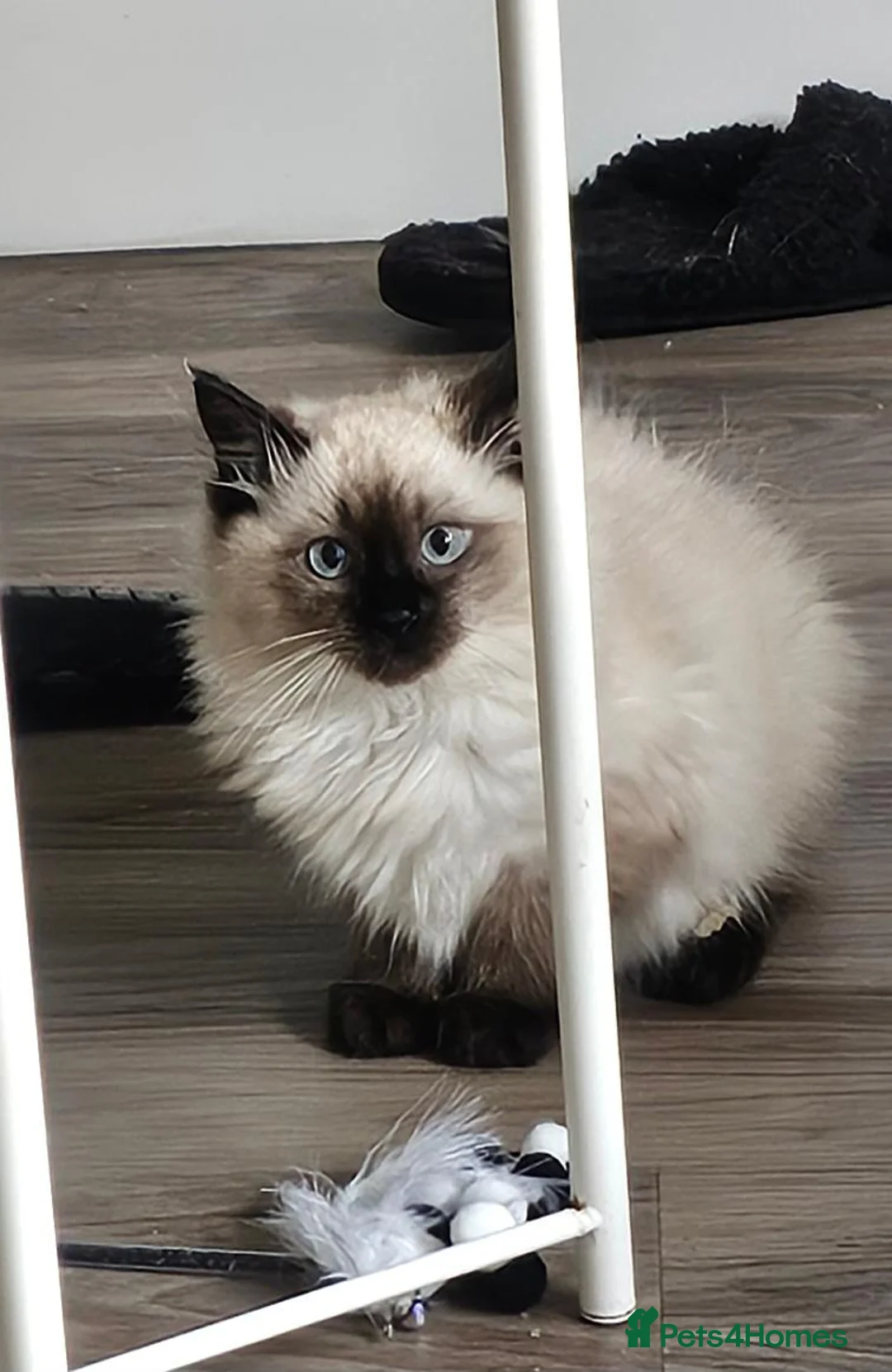 Ragdoll cats for sale: Due to timewasters 1 kitten available. . - Advert 2