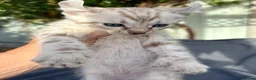 Keetso cats for sale: Awesome litter of polydactyl snow leopard Keetsos  - Advert 13