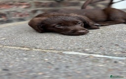 Labradoodle dogs for sale: READY NOW NOW NOW Irresistible Labradoodles  - Advert 18