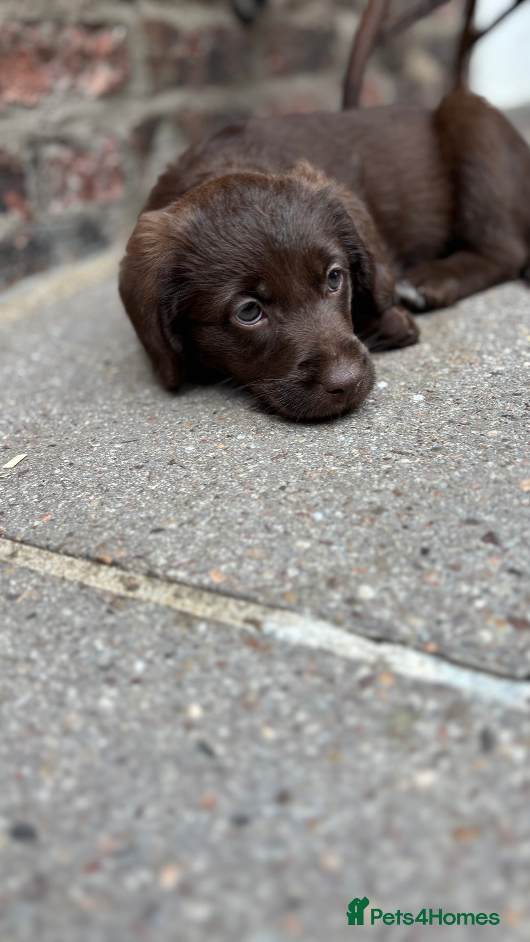 Labradoodle dogs for sale: READY NOW NOW NOW Irresistible Labradoodles  - Advert 18