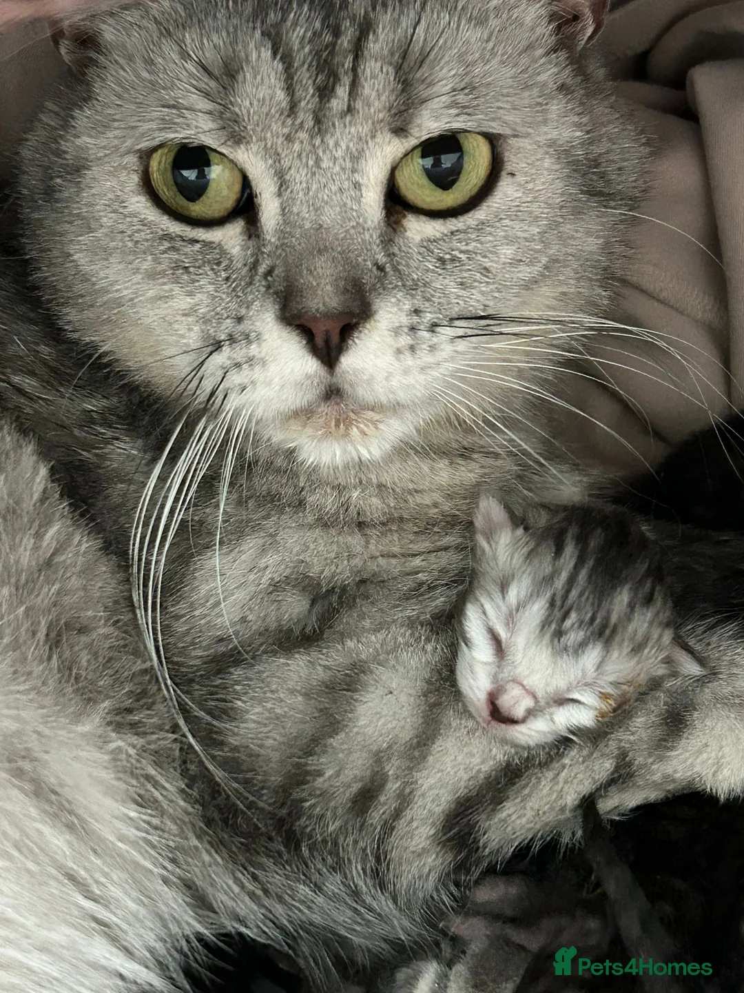 British Shorthair cats for sale: Litter of 5 British Short Hair ready for rehoming - Advert 24