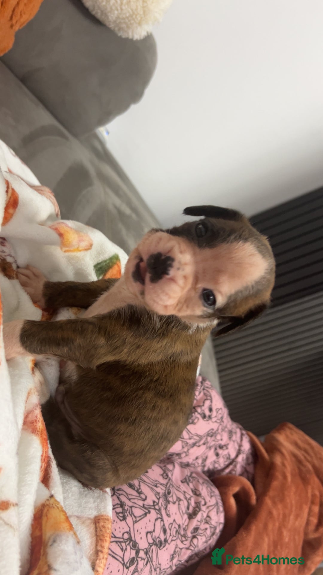 Boxer dogs for sale: Kc registered boxer puppies  - Advert 14