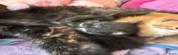 Mixed Breed cats for sale: Norwegian X kittens 4 males 1 ginger reserved  - Advert 5