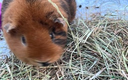 Guinea Pig rodents for sale: Mum & Baby female  - Advert 9