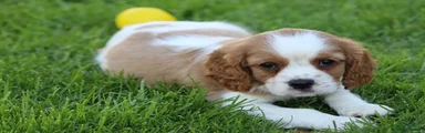 Pugalier 