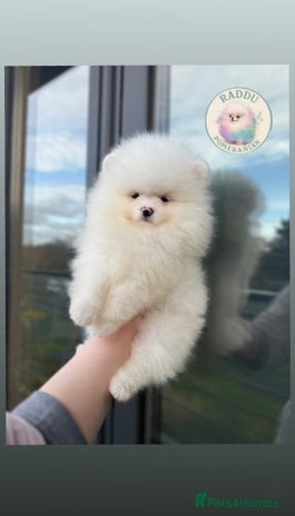 Pomeranian dogs Champion line 🏆 KC registered ✔️ ice white ❄️ - Advert 1