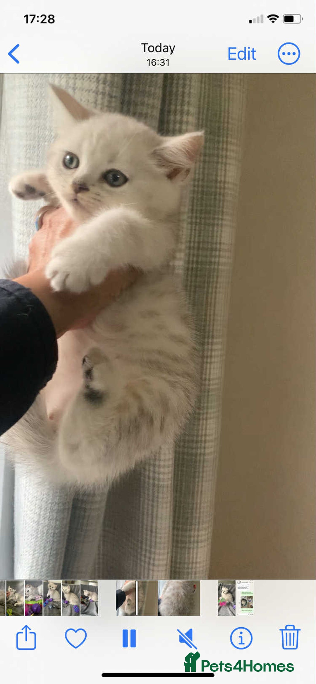 British Shorthair cats for sale: BSH quality Silvers - Image 17