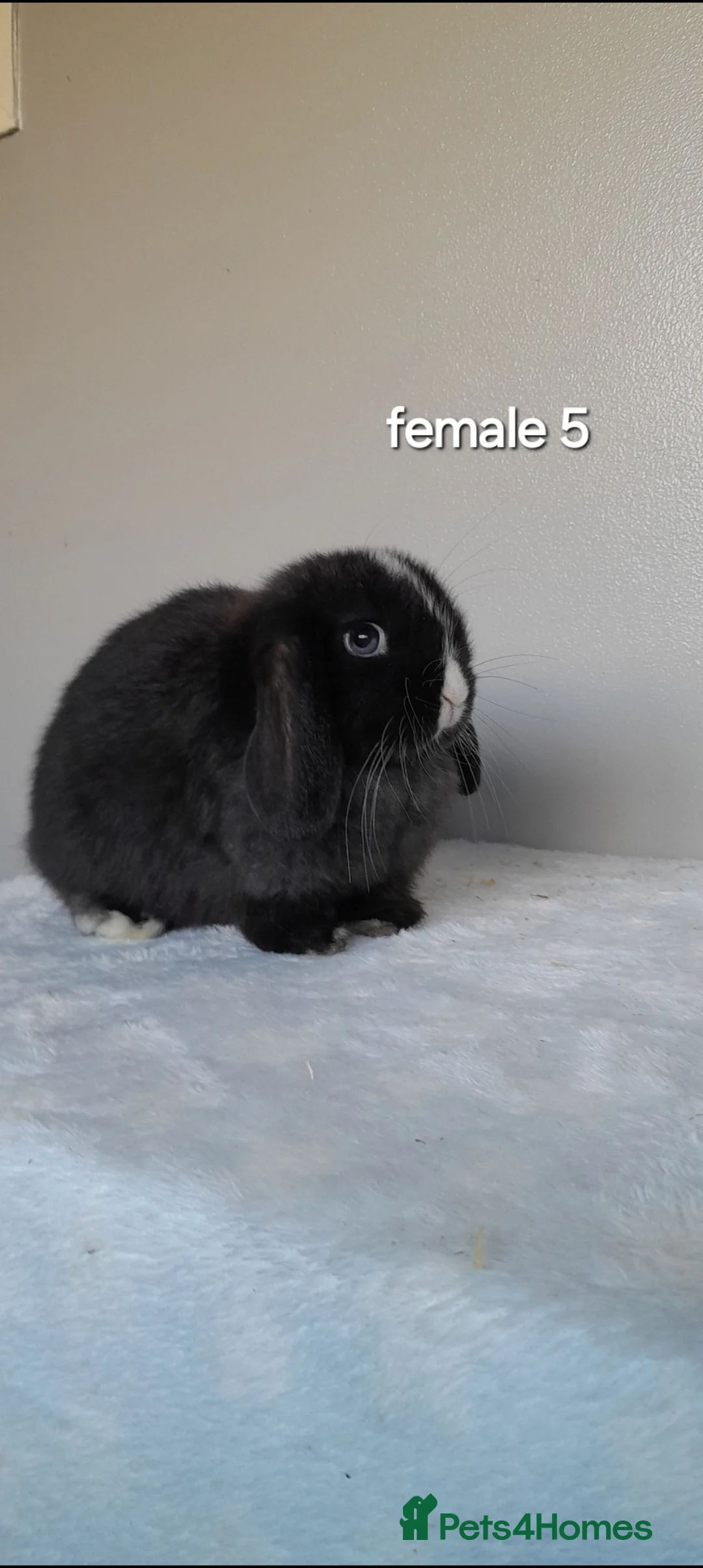 Mini Lop rabbits for sale: Purebred mini lop rabbits  - Advert 9