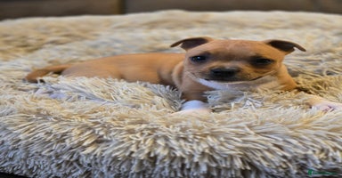 Staffordshire Bull Terrier dogs - Advert 2