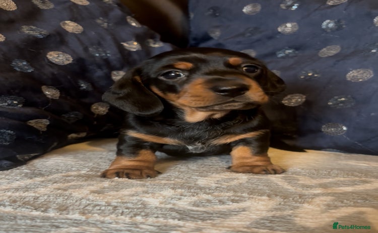 Miniature Dachshund dogs - Advert 7
