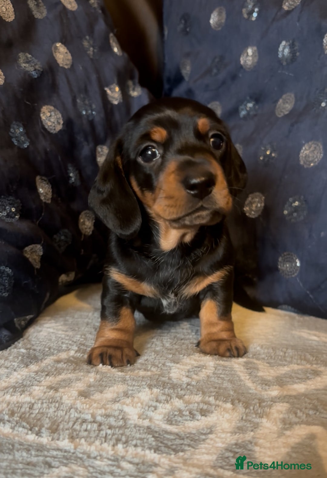 Miniature Dachshund dogs for sale: Mini Smooth Haired Dachshund Puppy  - Image 1