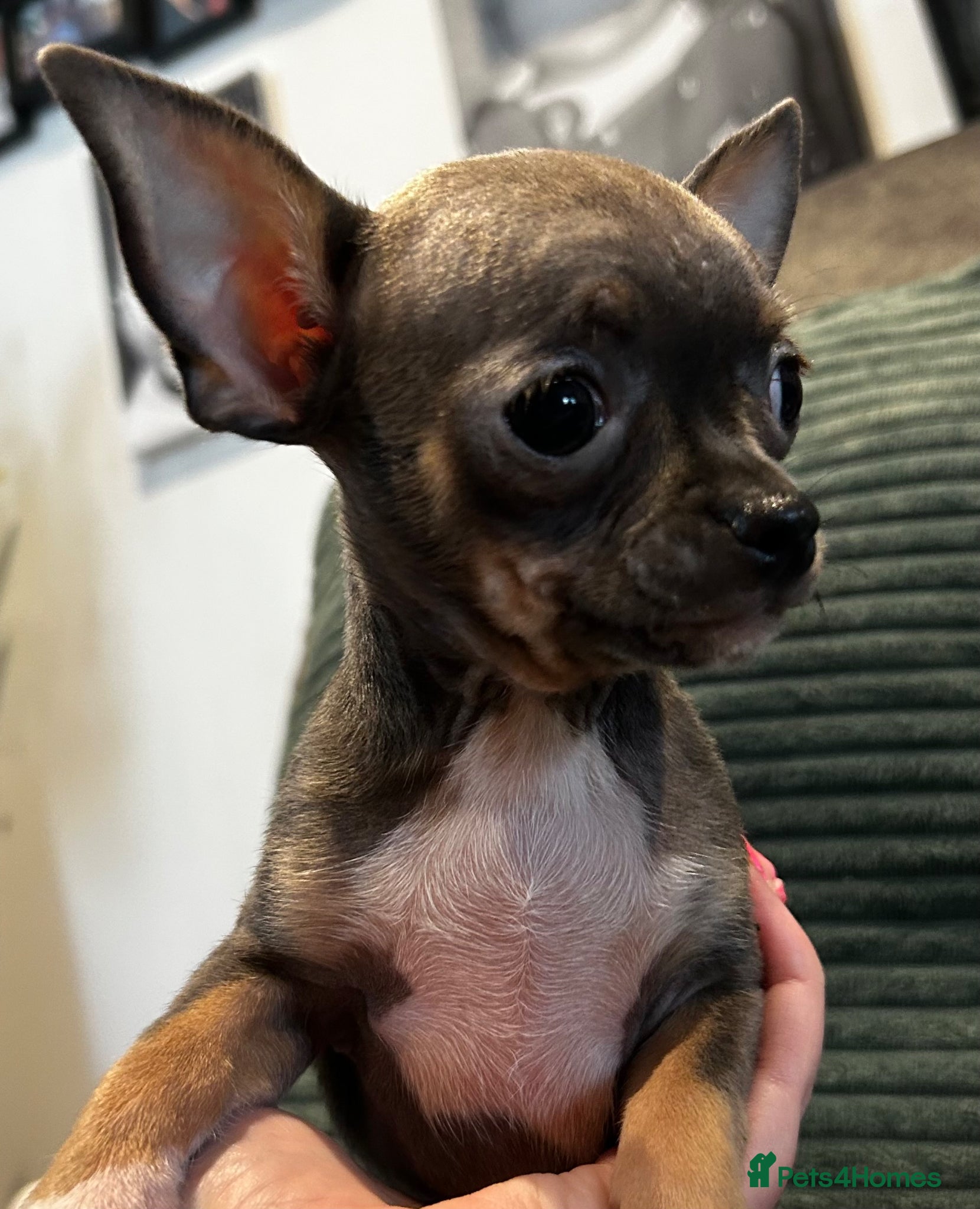 Chihuahua dogs Beautiful blue tri chihuahua puppies ready now - Advert 10