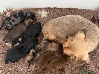 Miniature Dachshund dogs KC registered mini wires - Advert 10