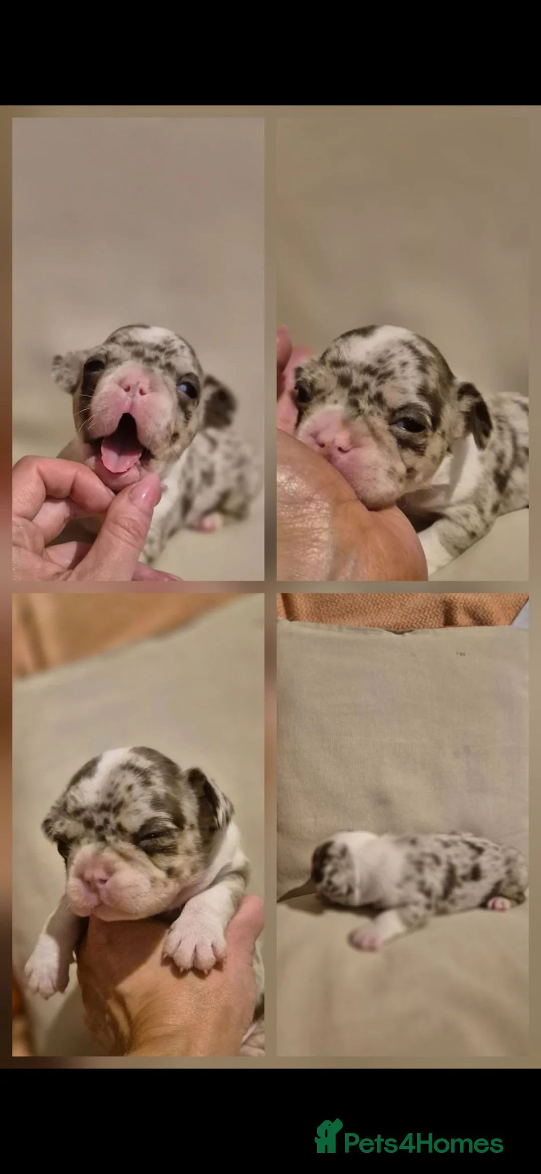 French Bulldog dogs for sale: Beautiful french bulldog puppies in Bristol - Advert 38