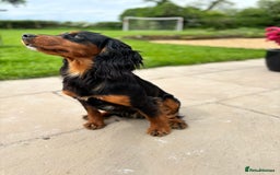 Cocker Spaniel dogs for stud: KC registered Champion bred working cocker  in Middlewich - Image 12