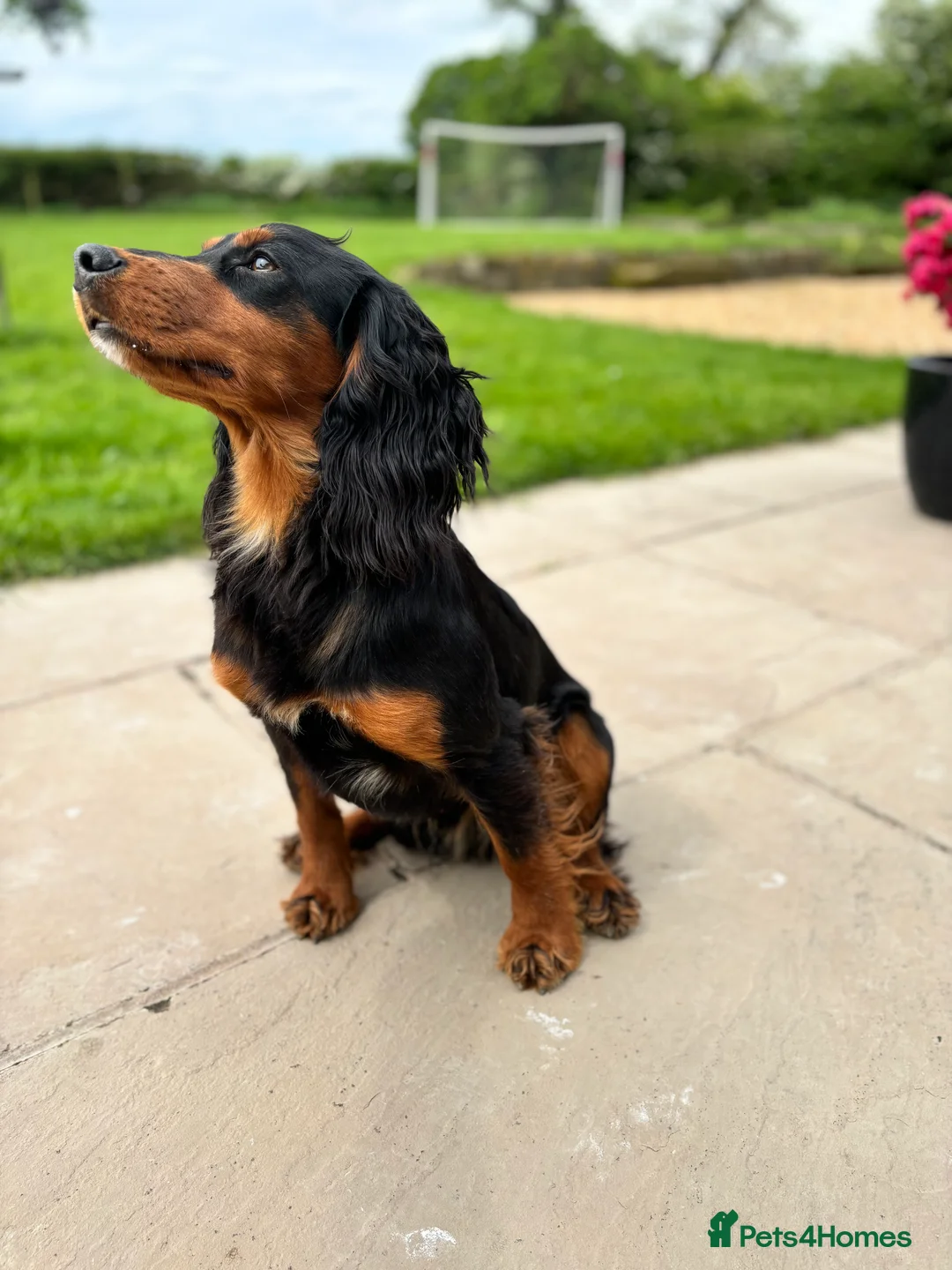 Cocker Spaniel dogs for stud: KC registered Champion bred working cocker  in Middlewich - Advert 12