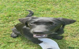 Labrador Retriever dogs for sale: 4 month old lab  - Image 4