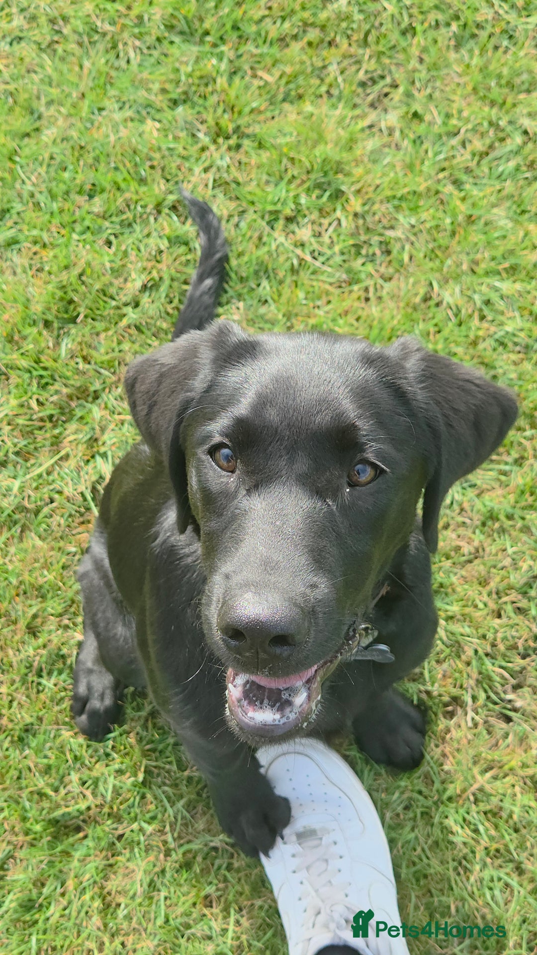 Labrador Retriever dogs for sale: 4 month old lab  - Image 4
