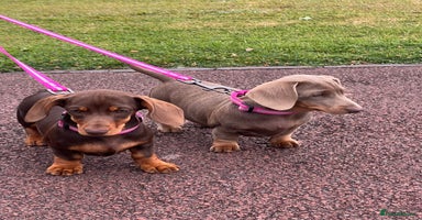 Miniature Dachshund dogs in Wolverhampton - Advert 13