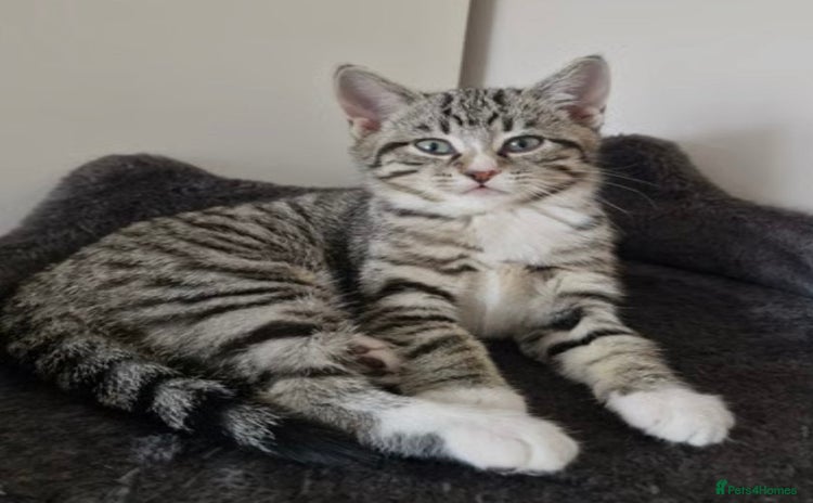 British Shorthair cats - Advert 16