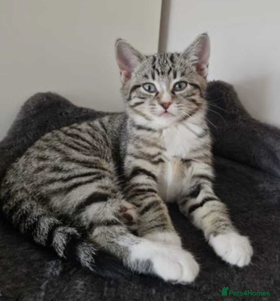 British Shorthair cats for sale: British Short Hair Cross Ragdoll Kitten  - Image 1