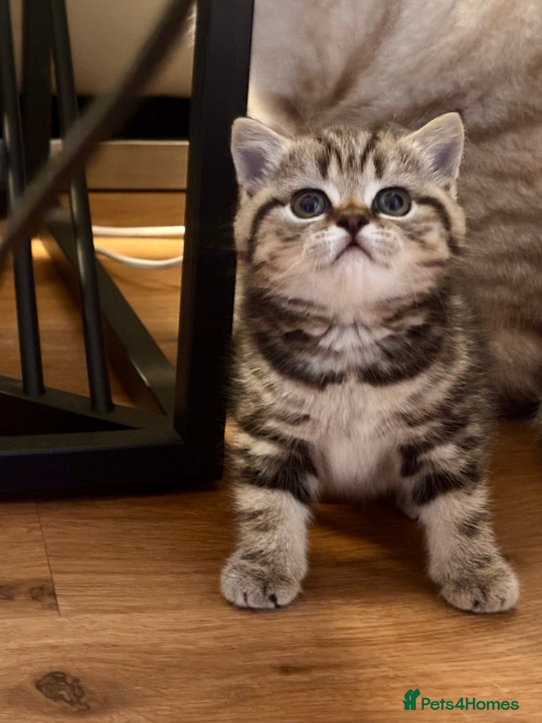 British Shorthair cats for sale: Sunning BSH kittens - ready for  **   - Advert 10