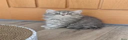 British Shorthair cats for sale: British Shorthair kittens in Derby - Advert 17