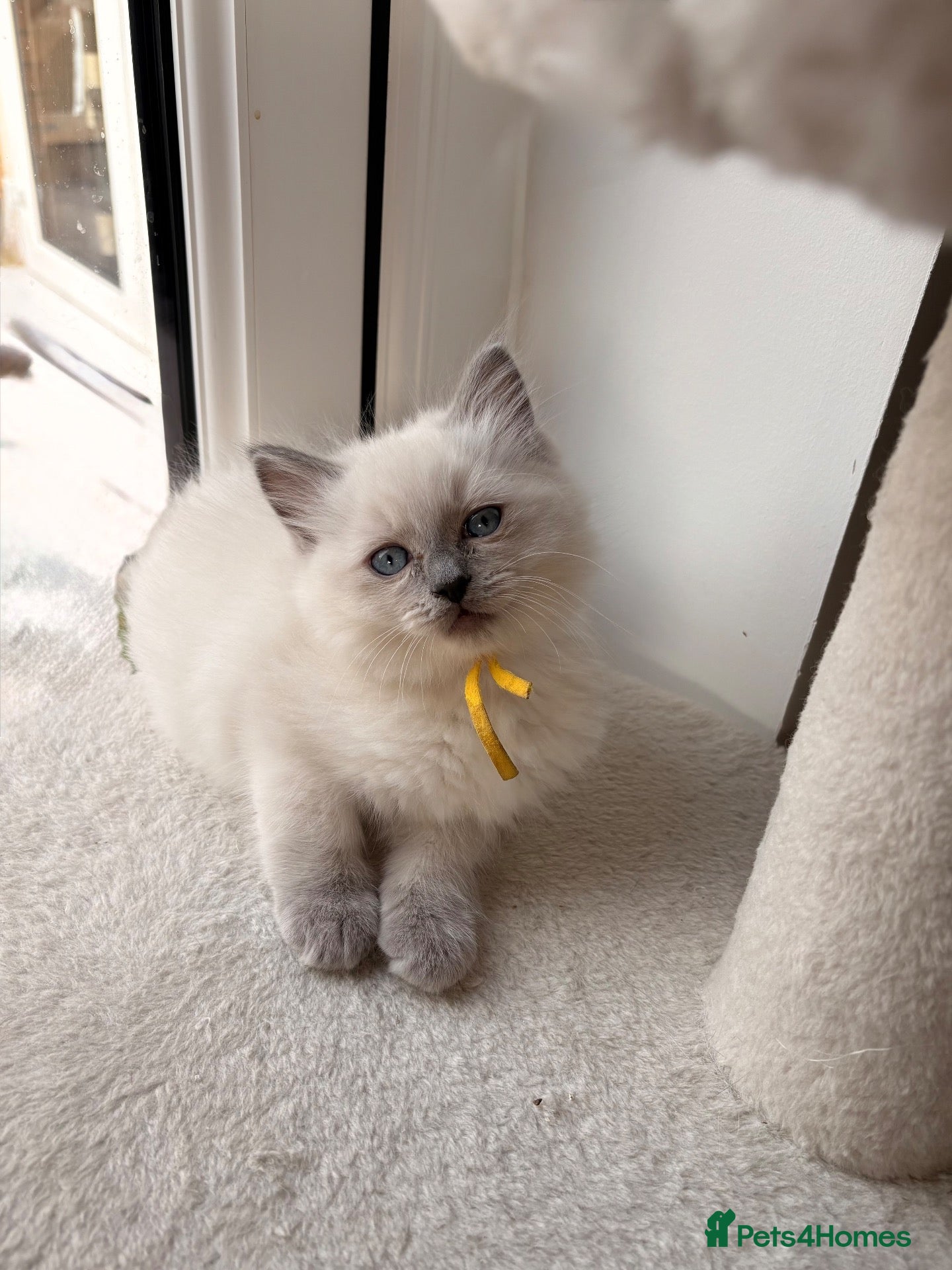 Ragdoll cats for sale: Stunning TICA registered Blue Point ragdoll! 🐾 - Advert 1