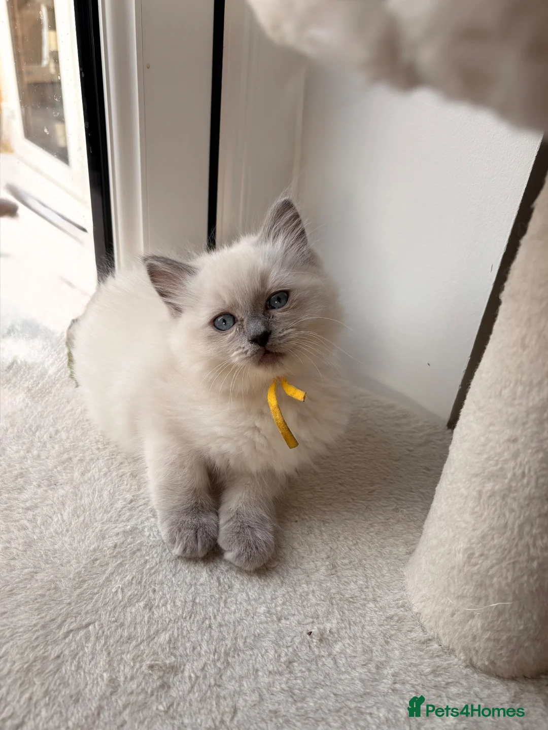 Ragdoll cats for sale: Stunning TICA registered Blue Point ragdoll! 🐾 - Advert 1