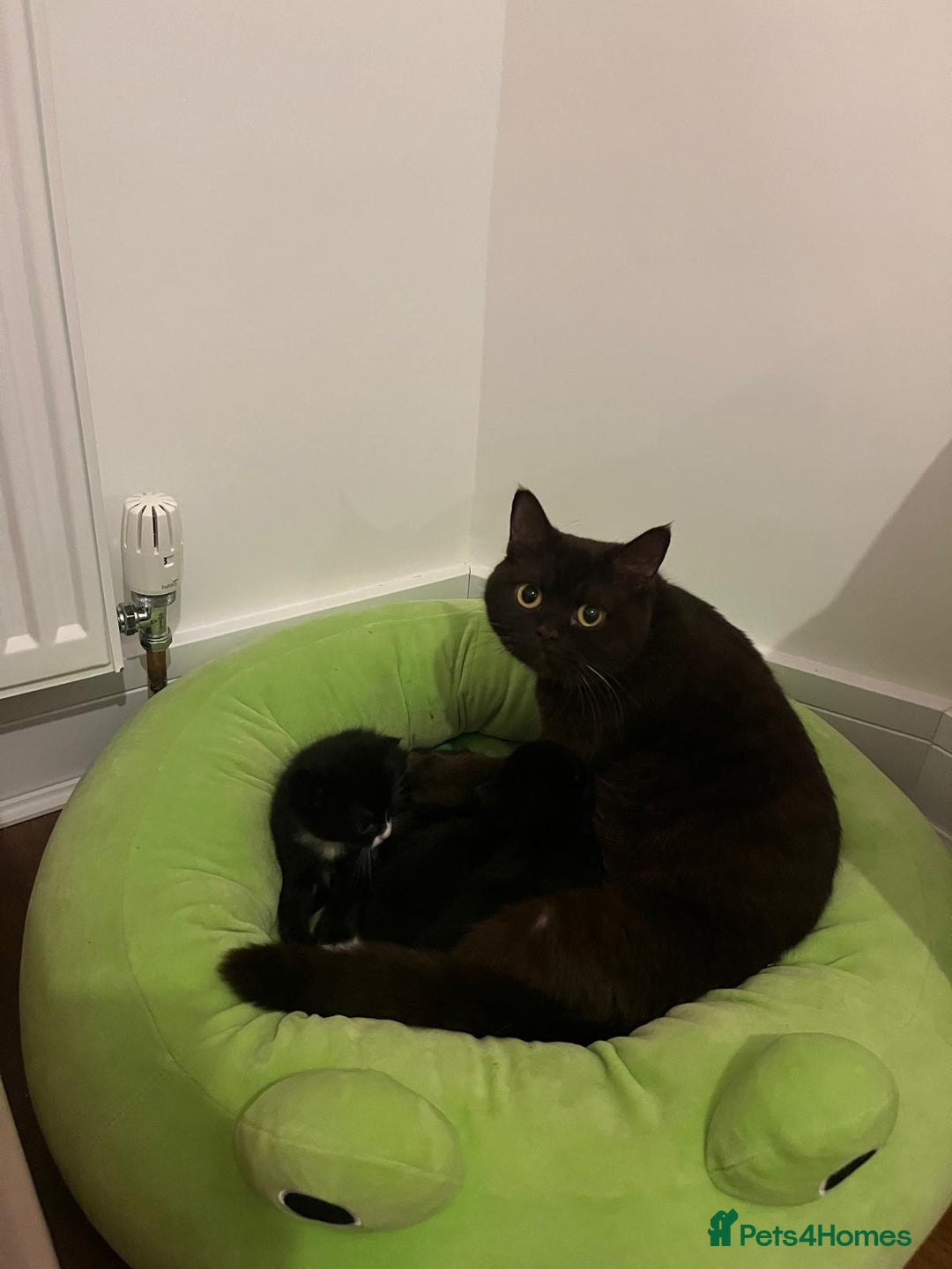 British Shorthair cats for sale: British Shorthair Cross Kittens - Advert 3