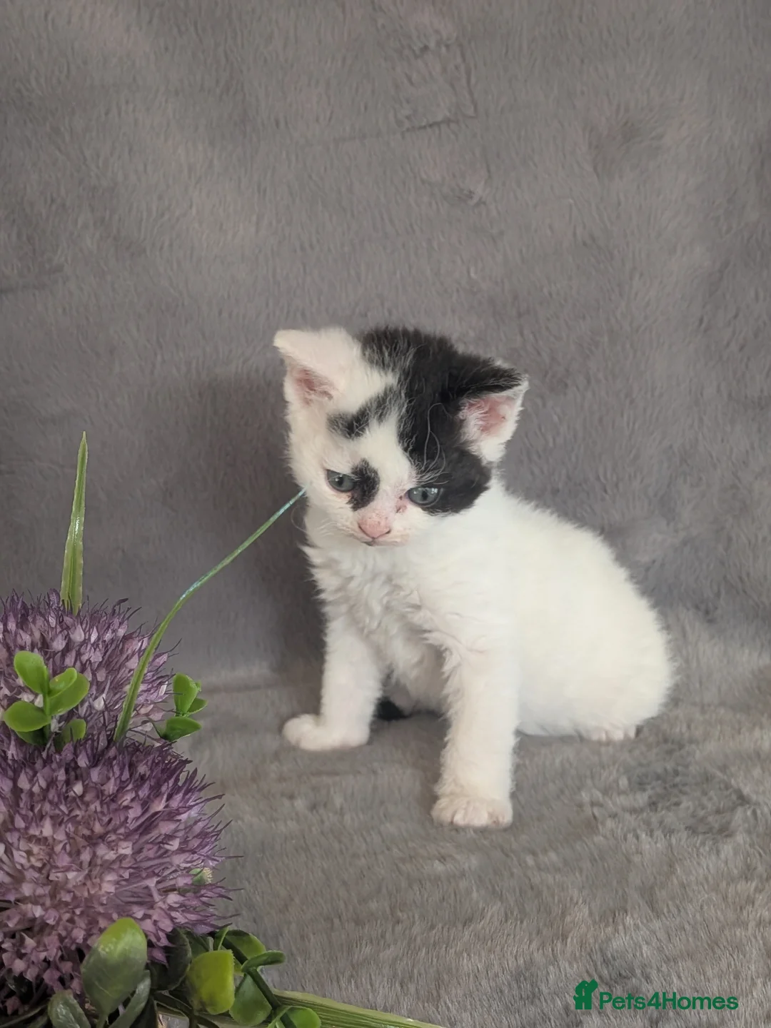 Selkirk Rex cats for sale: Beautiful Kittens – From Pedigree Selkirk Rex Mum - Advert 31