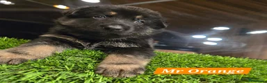 German Shepherd Puppy 3