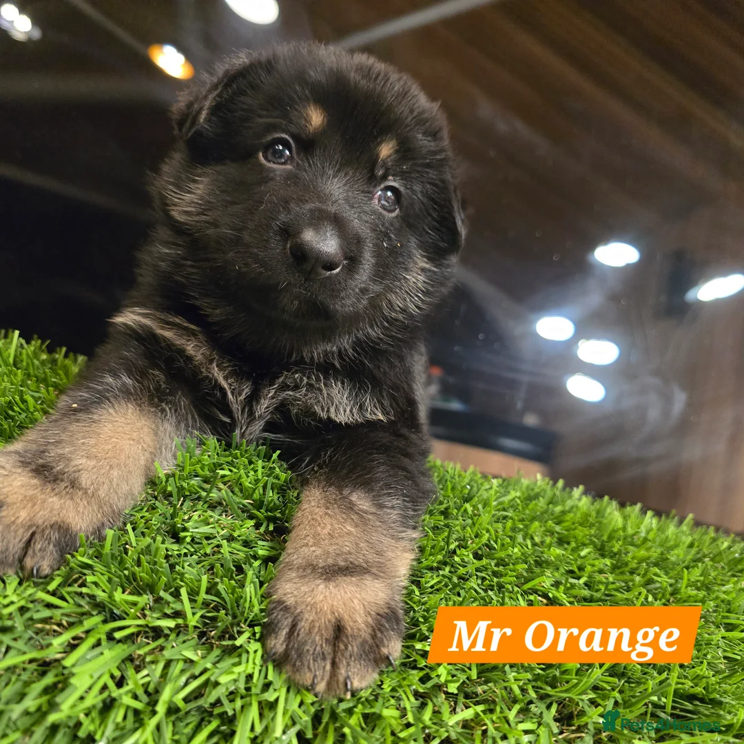 German Shepherd dogs for sale: Outstanding German Shepherd Puppies - Advert 17