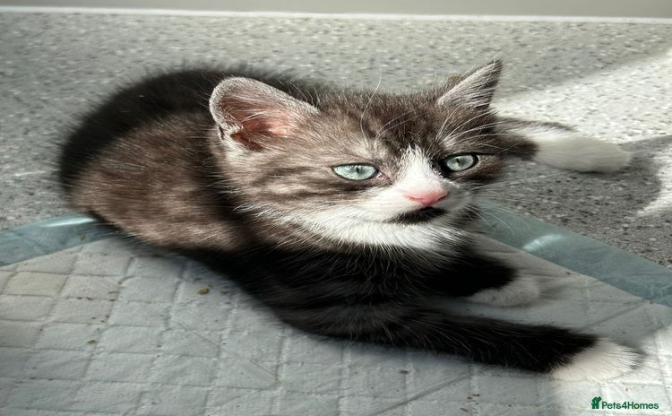 British Shorthair cats - Advert 4
