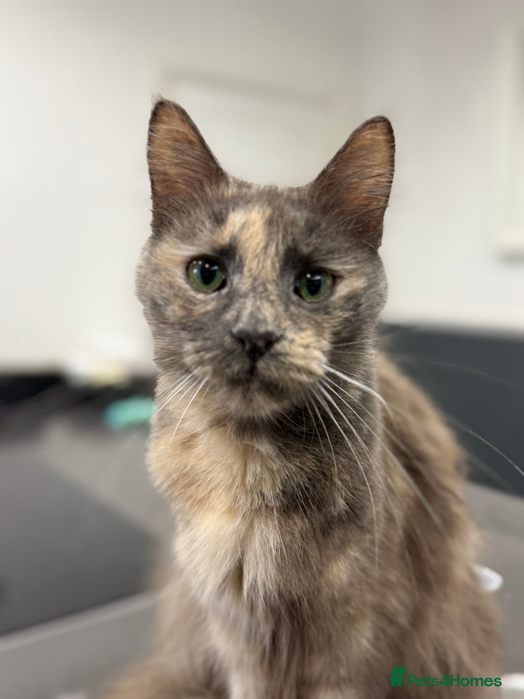 Maine Coon cats for sale: 2 kittens in need of their forever home - Advert 1