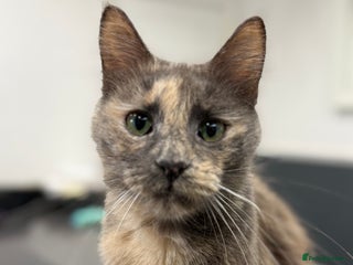 Maine Coon cats 2 kittens in need of their forever home - Advert 2