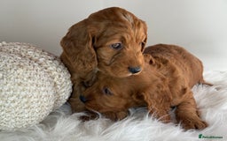 Cockapoo dogs for sale: Deep Dark Red Cockapoo’s  - Image 5