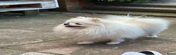 Pomeranian dogs for sale: Beautiful Pomeranian Puppy  - Advert 4