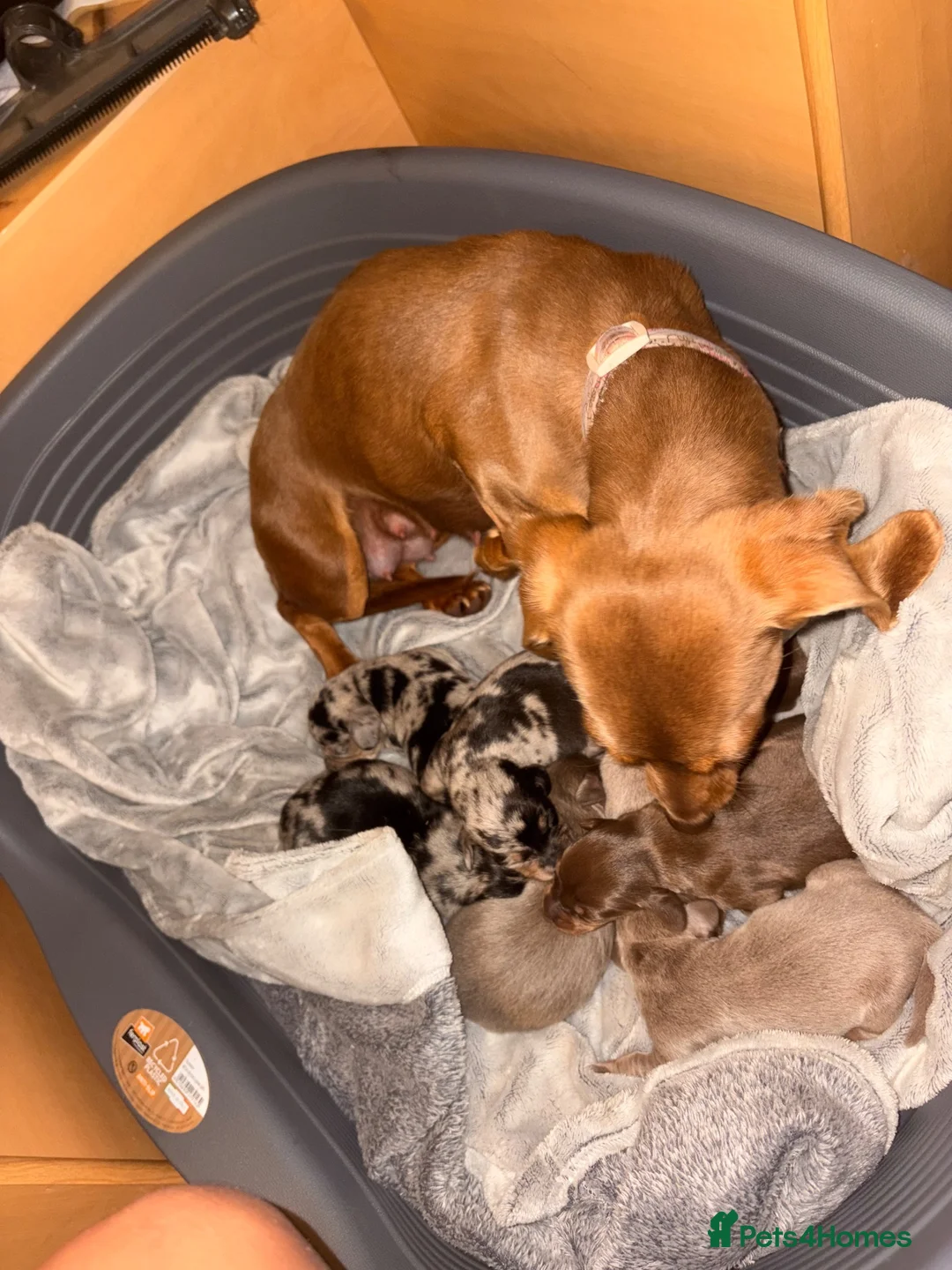 Miniature Dachshund dogs for sale: Gorgeous litter of 8 KC reg miniature dachshunds  - Advert 1