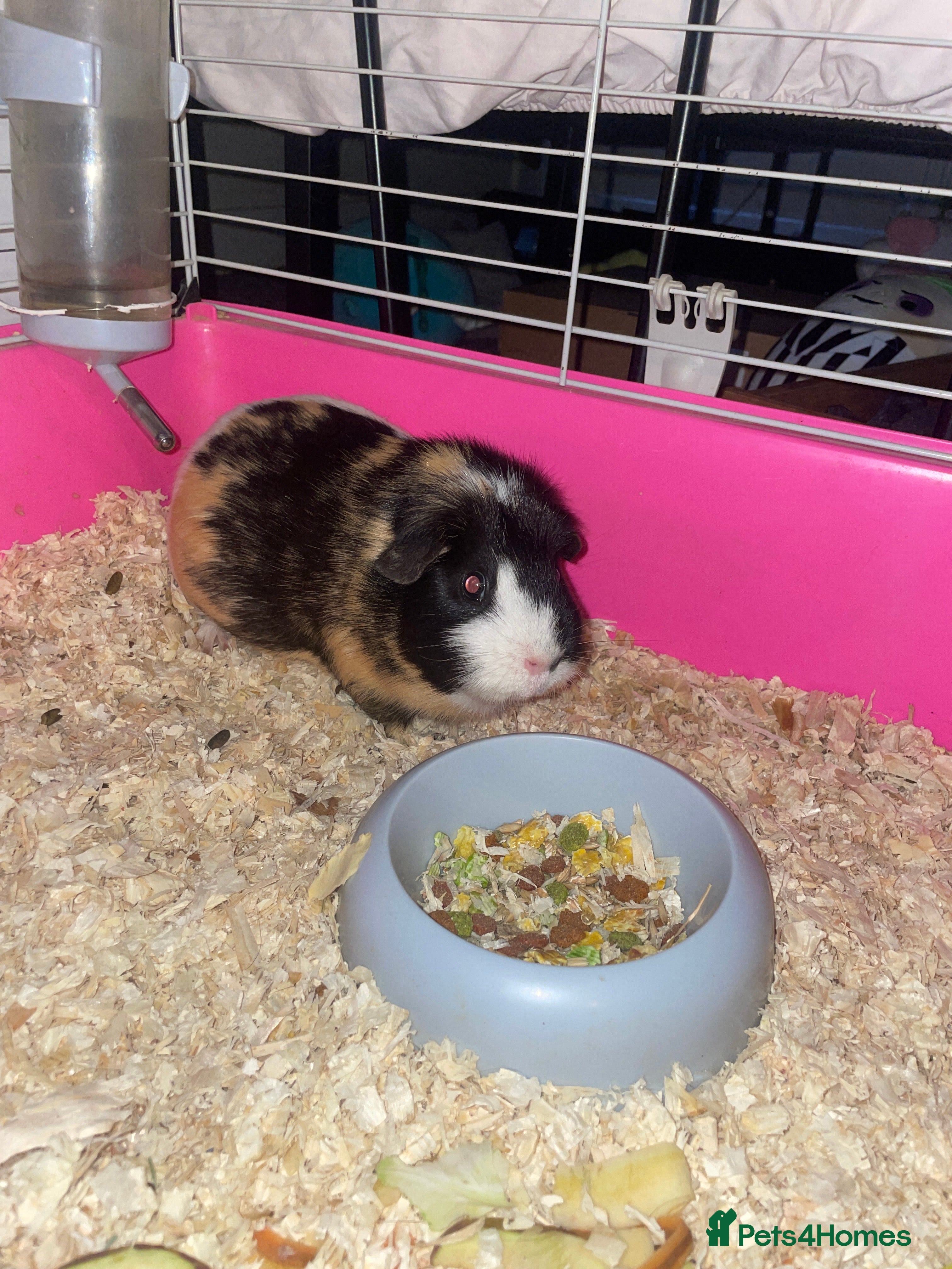 Guinea Pig rodents Guinea pig  **   - Advert 1