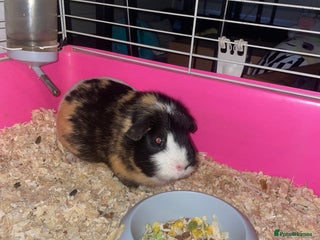 Guinea Pig rodents Guinea pig ** - Advert 1